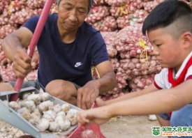 華陰羅敷鎮(zhèn)大蒜嚴(yán)重滯銷 ()